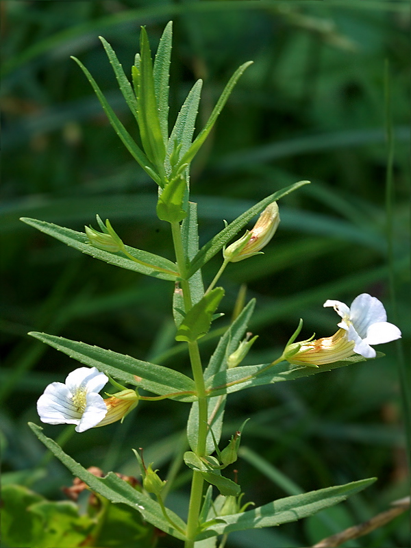 Изображение особи Gratiola officinalis.