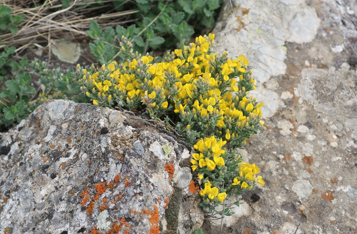 Image of Genista millii specimen.