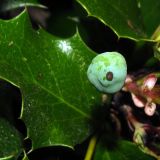 Mahonia aquifolium