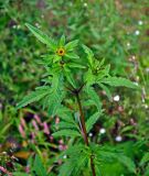 Bidens tripartita