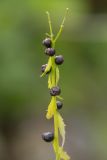 Cardamine bulbifera. Верхушка побега с выводковыми луковичками. Краснодарский край, Адлерский р-н, окр. с. Эстосадок, северный склон хр. Аибга, субальпийский луг, выс. ≈ 2200 м н.у.м. 12.08.2020.