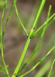 Equisetum palustre