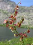 Rumex arifolius. Верхушка соплодия с незрелыми плодами. Красноярский край, Ермаковский р-н, парк \"Ергаки\", окр. оз. Тушканчик, субальпийский луг. 24.07.2012.