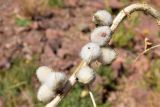 Astragalus sieversianus