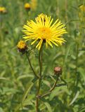 Inula salicina