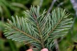 Abies sachalinensis