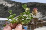 Trifolium spumosum