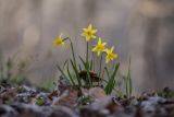 Narcissus pseudonarcissus