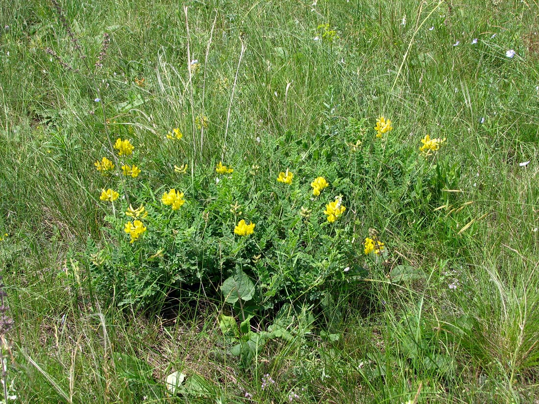 Изображение особи Calophaca wolgarica.