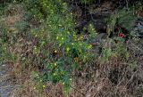 род Sisymbrium. Цветущие и плодоносящие растения. Грузия, г. Тбилиси, поросший кустарниками каменистый склон. 10.06.2023.