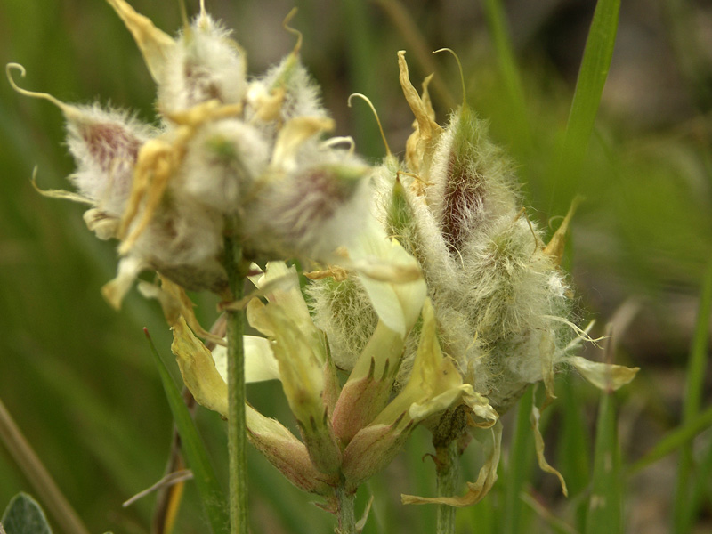 Изображение особи Astragalus helmii.