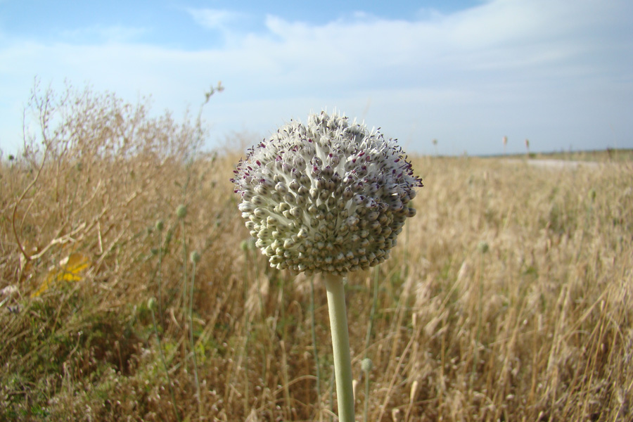 Изображение особи Allium guttatum.