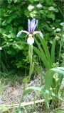Iris musulmanica