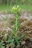 Cardamine parviflora