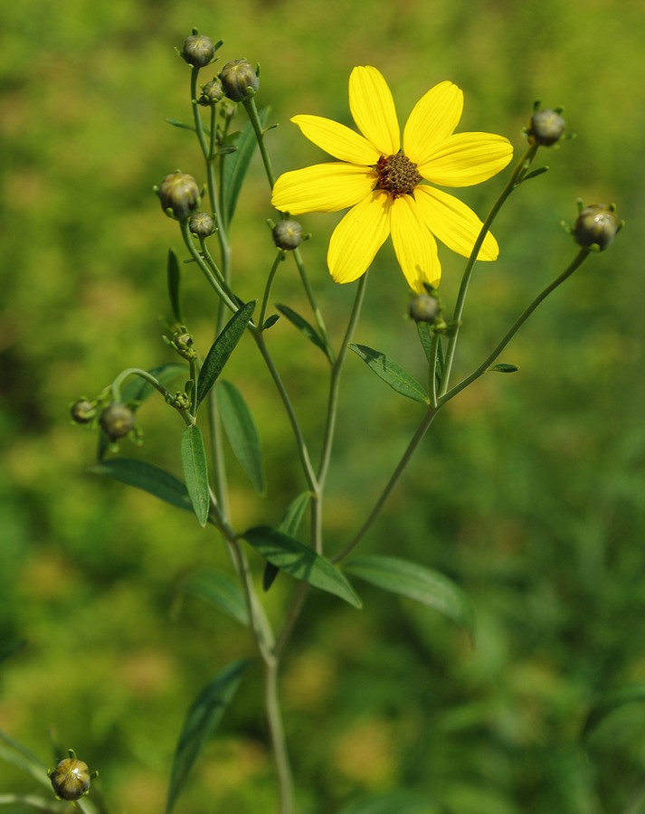 Изображение особи Coreopsis tripteris.