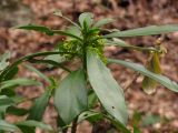 Daphne laureola