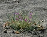 Oxytropis mongolica