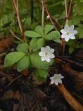 Trientalis europaea