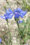 Centaurea cyanus