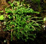 Selaginella borealis