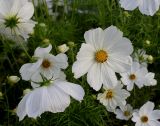 Cosmos bipinnatus. Соцветия. Нидерланды, г. Venlo, \"Floriada 2012\". 11.09.2012.