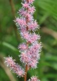 Astilbe chinensis. Часть соцветия. Приморье, бухта Уполномоченная, приморский луг. 10.08.2012.