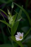 Stellaria holostea