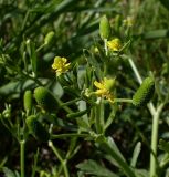 Ranunculus sceleratus. Верхушка растения с цветками и завязавшимися плодами. Ростовская обл., Азовский р-н, с. Кугей, берег ручья. 19.05.2012.