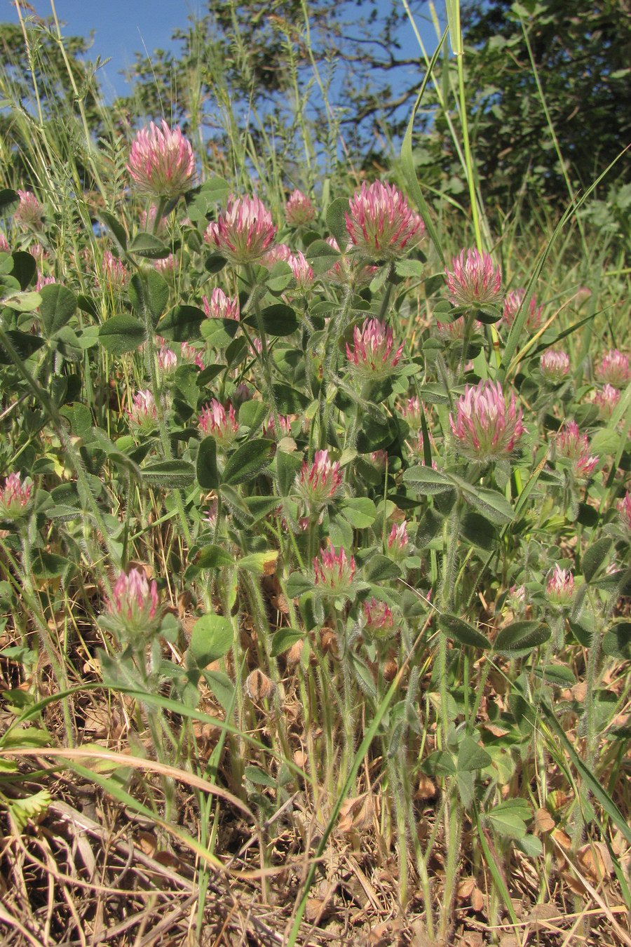 Изображение особи Trifolium hirtum.