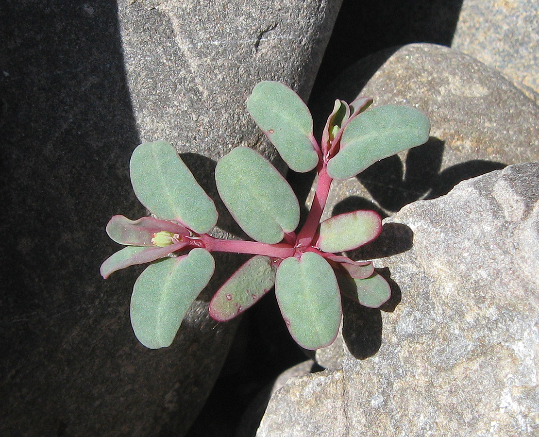 Изображение особи Euphorbia peplis.