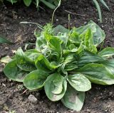 Plantago asiatica