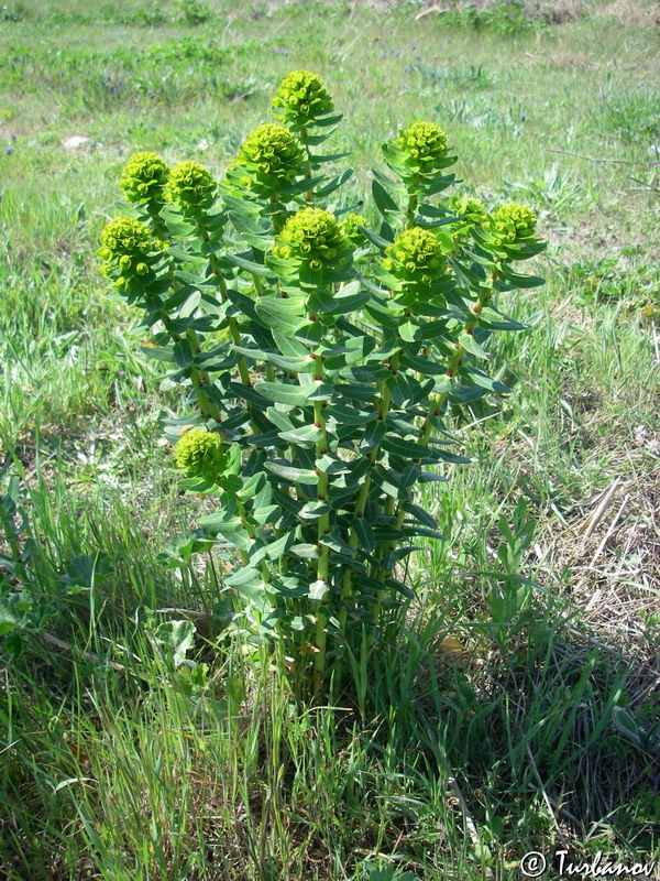 Изображение особи Euphorbia agraria.