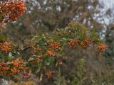 Pyracantha coccinea