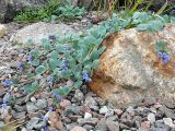 Mertensia maritima. Цветущее растение на каменистой литорали. Мурманская обл., Североморский р-н, Кольский залив, губа Средняя. 11.07.2009.