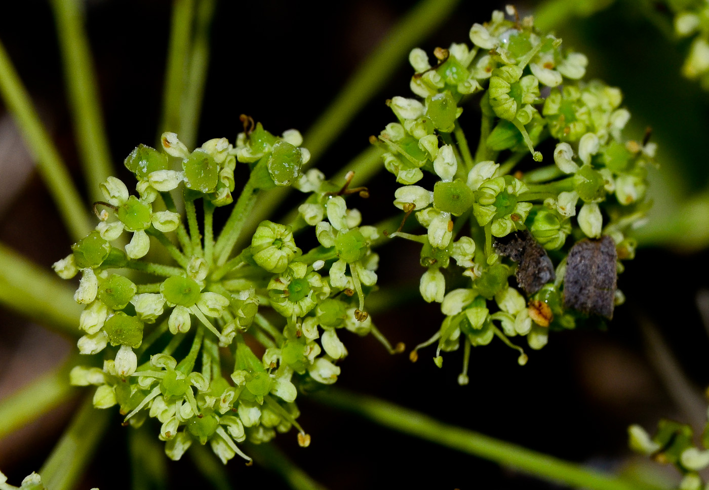 Изображение особи Heteromorpha arborescens.