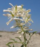 Clematis lathyrifolia. Верхушка побега с соцветием. Краснодарский край, м/о Анапа, окр. пос. Супсех, приморский обрывисто-осыпной склон. 16.08.2015.