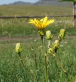 Crepis sibirica