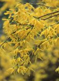 Forsythia suspensa. Веточки с цветками. Абхазия, г. Сухум, ул. Дзидзария, в культуре. 6 марта 2016 г.