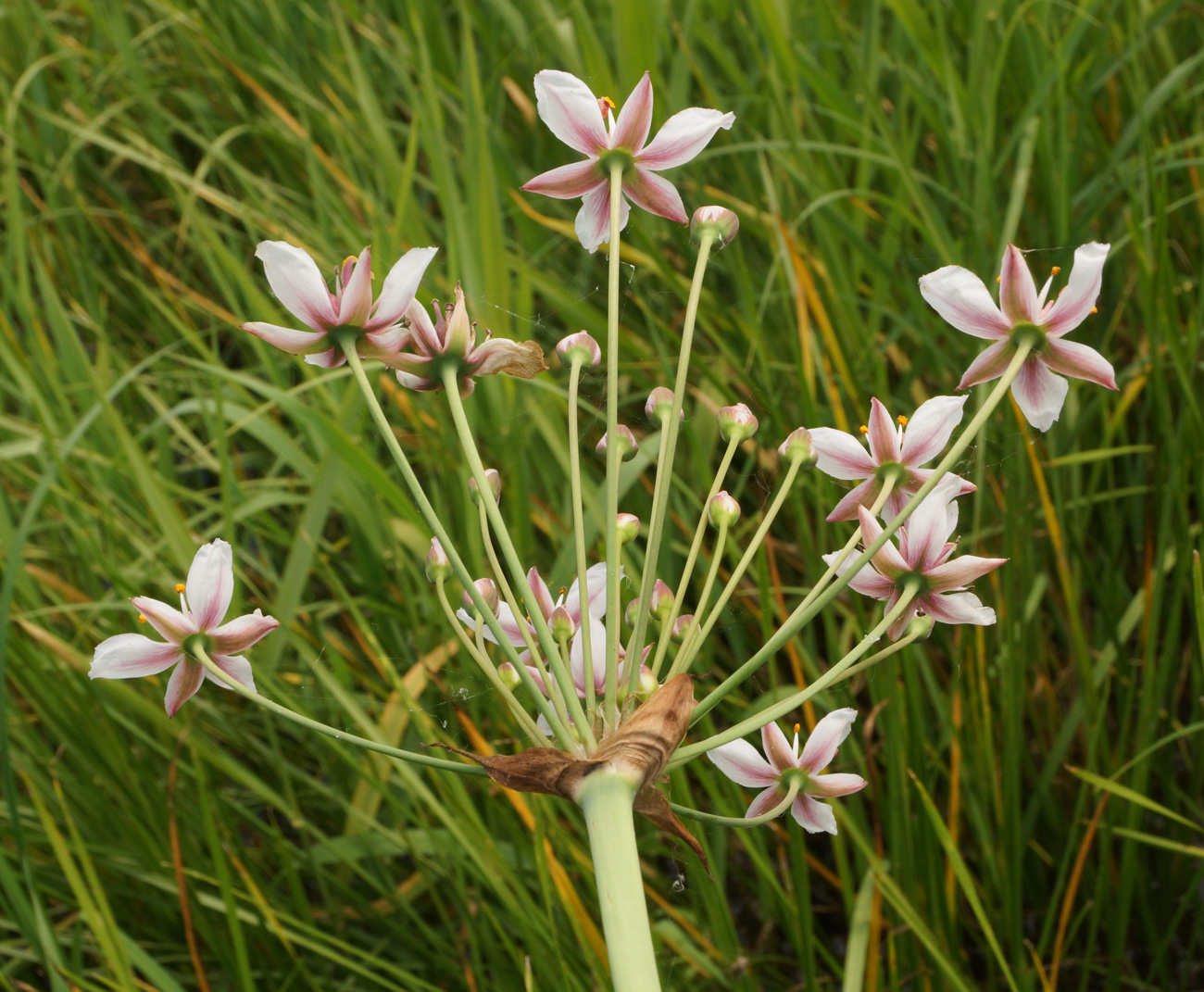 Изображение особи Butomus umbellatus.