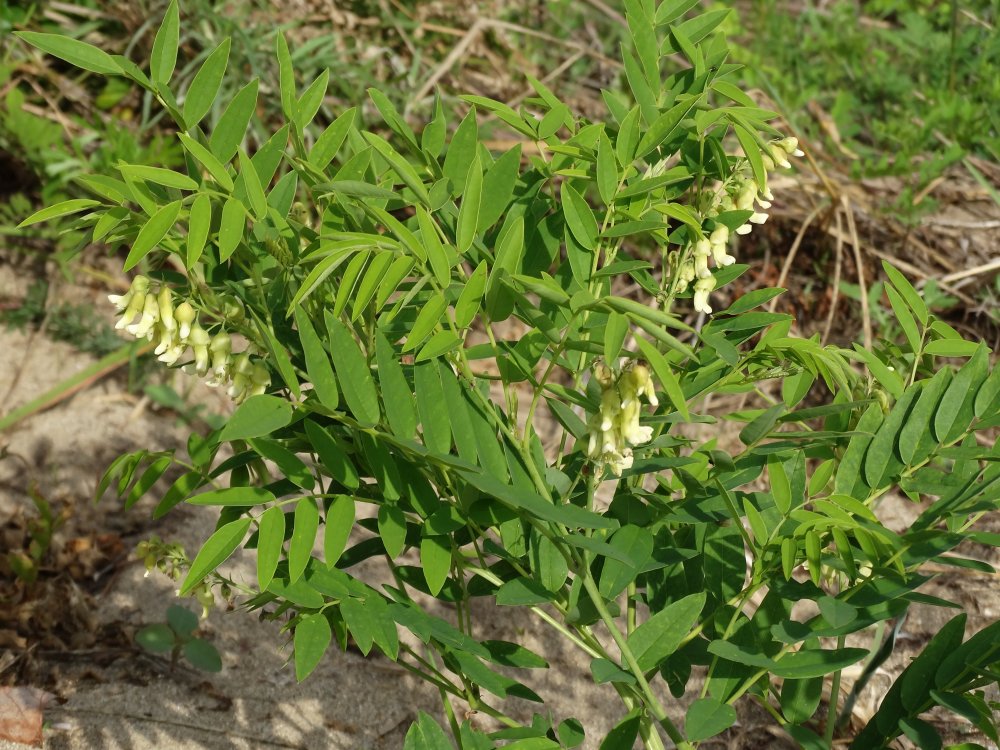 Изображение особи Sophora flavescens.