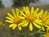 Senecio grandidentatus