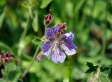 Geranium renardii. Цветок. Кабардино-Балкария, Эльбрусский р-н, гора Чегет, выс. около 2300 м н.у.м., субальпийский луг. 11.07.2016.