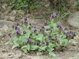 Prunella vulgaris