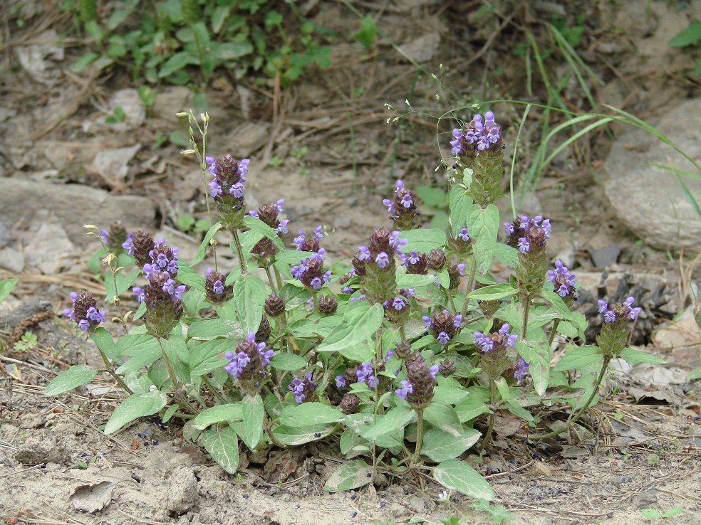 Изображение особи Prunella vulgaris.