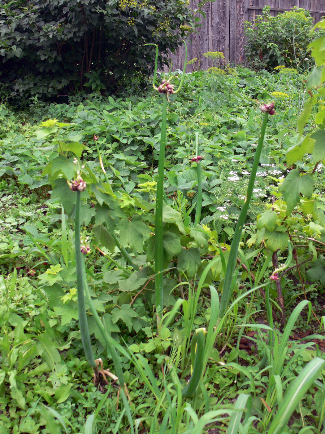 Image of Allium &times; proliferum specimen.