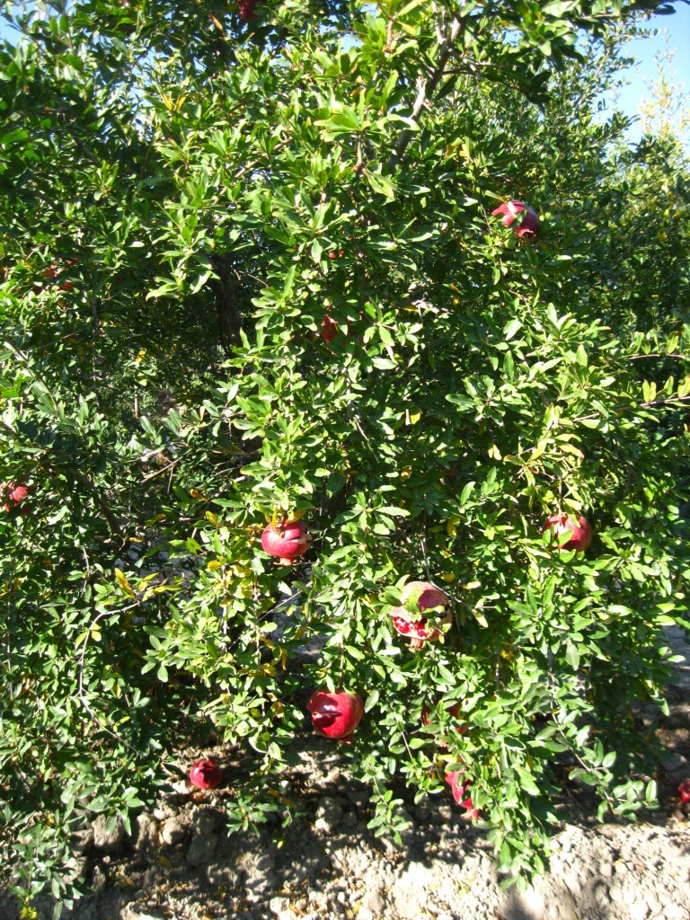 Image of Punica granatum specimen.