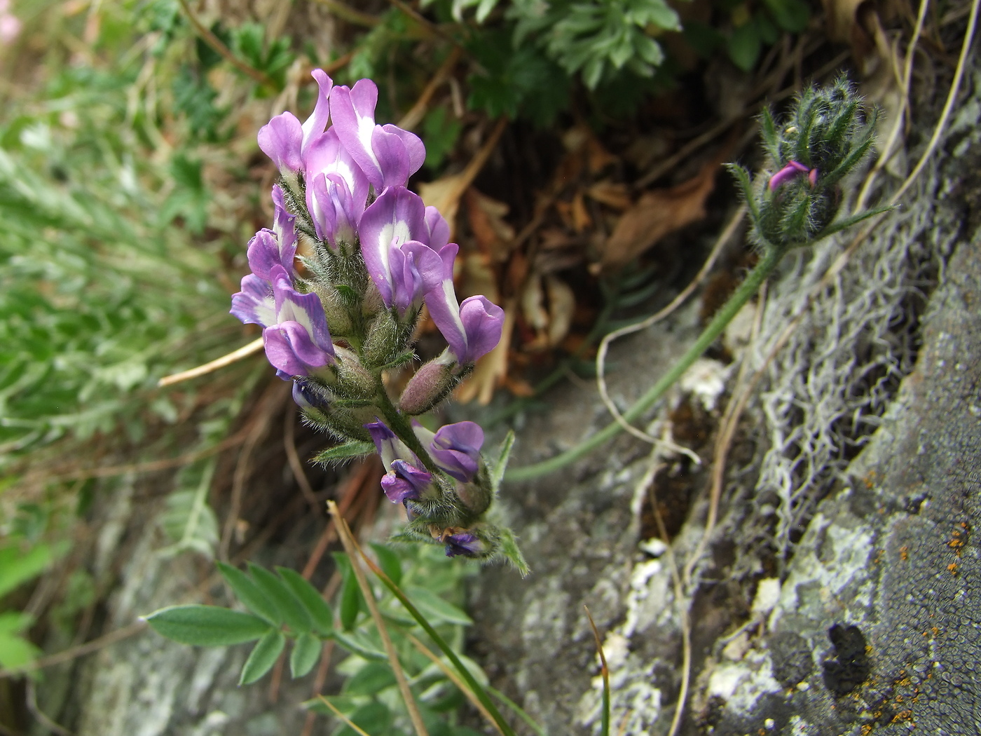 Изображение особи Oxytropis ochotensis.