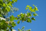 Crataegus submollis