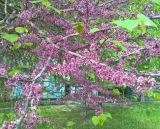 Cercis canadensis. Ветви с соцветиями. Краснодарский край, г. Тихорецк, в озеленении. 05.05.2018.