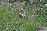 Silene saxatilis